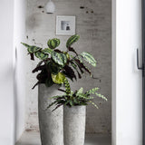 Dax Oyster Imperial Weiß Finestgreen 