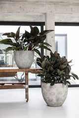 Jesslyn Oyster Imperial Weiß Finestgreen 