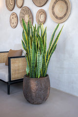 Gillard Oyster Imperial Braun Finestgreen 