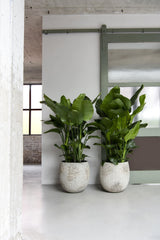 Gillard Oyster Imperial Weiß Finestgreen 