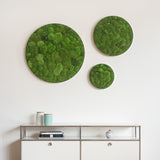 Moosbild ELLIPSOID Ballenmoos 3er Set Finestgreen 