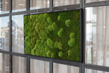 Moosbild Verlauf Wald- und Ballenmoos 100x60 cm Finestgreen 
