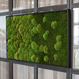 Moosbild Verlauf Wald- und Ballenmoos 100x60 cm Finestgreen 