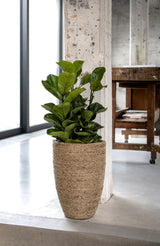 Ben straw grass in a decorative Pottery Pots container, showcasing its natural texture and vibrant green color.