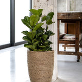 Ben straw grass in a decorative Pottery Pots container, showcasing its natural texture and vibrant green color.