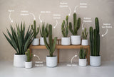 Kaktus Cereus Künstlich H: 55cm Finestgreen 