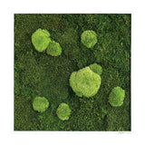 Moosbild Wald- und Ballenmoos 55x55 cm Finestgreen [mc]