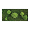 Moosbild Wald- und Ballenmoos 57x27 cm