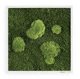 Moosbild Wald- und Ballenmoos 35x35 cm Finestgreen [mc]