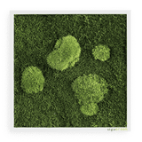 Moosbild Wald- und Ballenmoos 35x35 cm Finestgreen [mc]