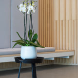 Mini Pax Pflanzkübel Matt Weiß aus Fiberstone – im Lifestyle-Setting