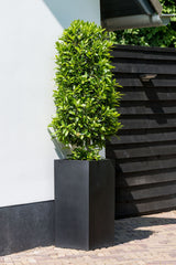 Bouvy Pflanzkübel Schwarz aus Fiberstone – Outdoor im Ambiente