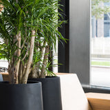 Nax Pflanzkübel Schwarz aus Fiberstone – Lifestyle-Setting mit Bepflanzung