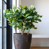 Bernd Oyster Imperial Braun Finestgreen 