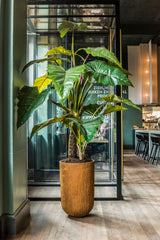 Alocasia Künstlich H: 220cm Finestgreen 