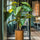 Alocasia Künstlich H: 220cm Finestgreen 