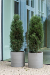 Max Clouded Grey Finestgreen 