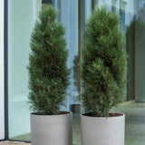 Max Clouded Grey Finestgreen 