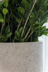 Jumbo Charlie Grey Washed Finestgreen || Frost- & UV-beständig | geeignet für starke Wurzeln