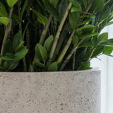 Jumbo Charlie Grey Washed Finestgreen || Frost- & UV-beständig | geeignet für starke Wurzeln