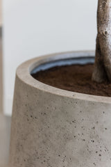 Jumbo Patt Pflanzkübel Grey Washed aus Fiberstone – mit Außenbepflanzung