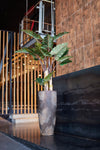 Alocasia künstlich, H: 160cm