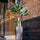 Alocasia Künstlich H: 160cm Finestgreen 