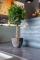 Jesslyn Oyster Imperial Braun by Pottery Pots, showcasing a deep brown oyster-shaped planter with a textured finish.