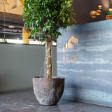 Jesslyn Oyster Imperial Braun by Pottery Pots, showcasing a deep brown oyster-shaped planter with a textured finish.