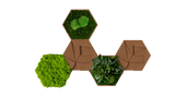 Kork-Hexagon Set, 5er Set - Finestgreen [mc]