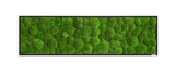 Moosbild Ballenmoos 140x40 cm Finestgreen 