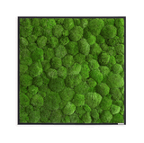Moosbild Ballenmoos 80x80 cm Finestgreen 