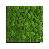 Moosbild Ballenmoos 80x80 cm Finestgreen 