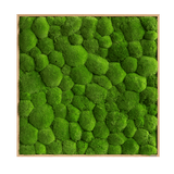 Moosbild Ballenmoos 80x80 cm Finestgreen 