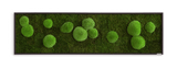 Moosbild Wald- und Ballenmoos 140x40 cm Finestgreen 