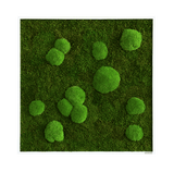 Moosbild Wald- und Ballenmoos 80x80 cm Finestgreen [mc]
