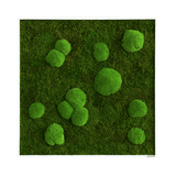 Moosbild Wald- und Ballenmoos 80x80 cm Finestgreen [mc]
