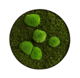 Moosbild ELLIPSOID Wald- und Ballenmoos Finestgreen 