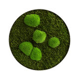 Moosbild ELLIPSOID Wald- und Ballenmoos Finestgreen 