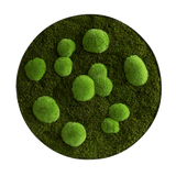 Moosbild ELLIPSOID Wald- und Ballenmoos Finestgreen [mc]