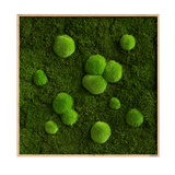 Moosbild Wald- und Ballenmoos 80x80 cm Finestgreen 